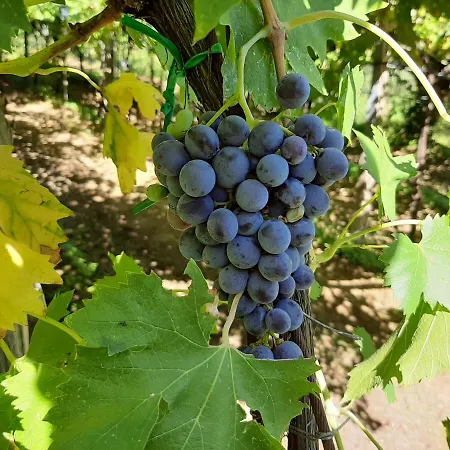 Ca Del Vajo Valpolicella House *